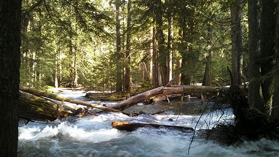 kaslo_forest